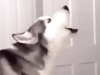 Furry Gay XXX 0